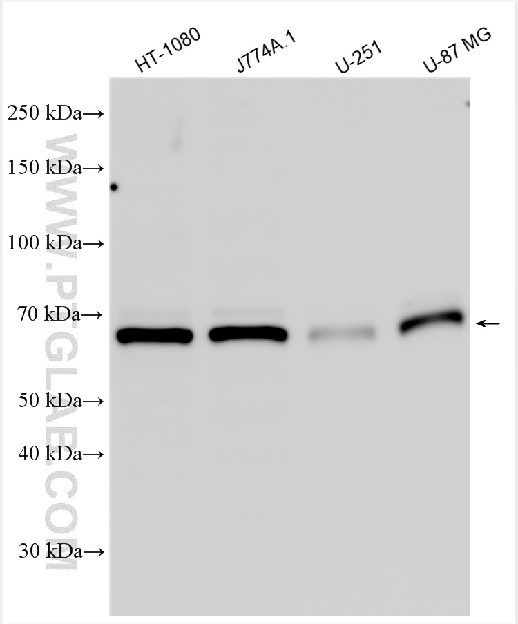 WB analysis using 10373-2-AP