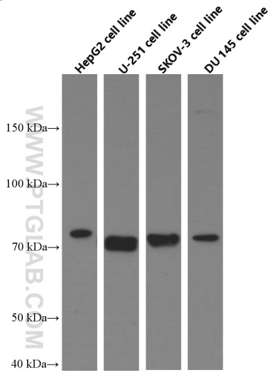 WB analysis of HepG2 using 66366-1-Ig