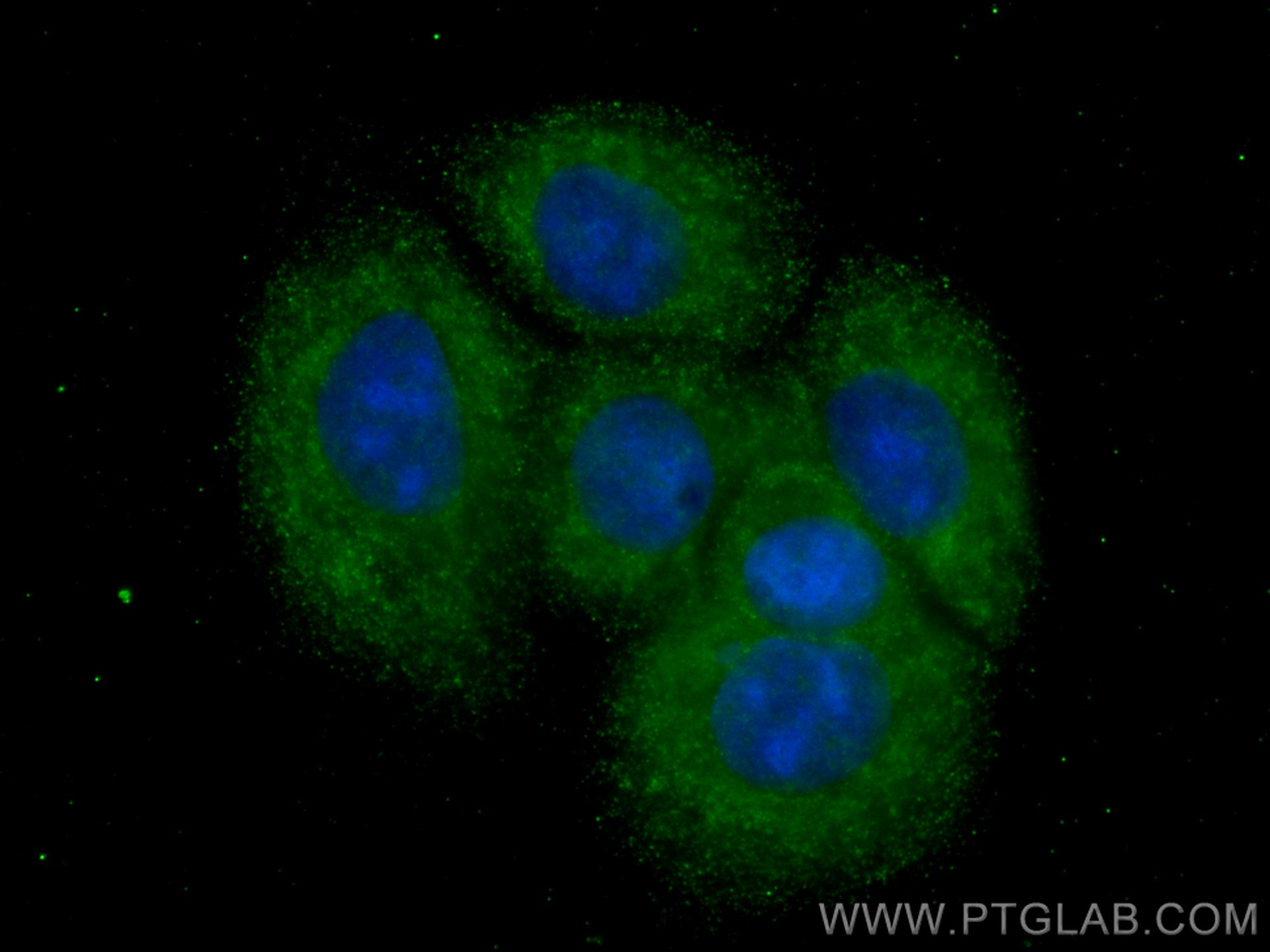 IF Staining of MCF-7 using CL488-66366