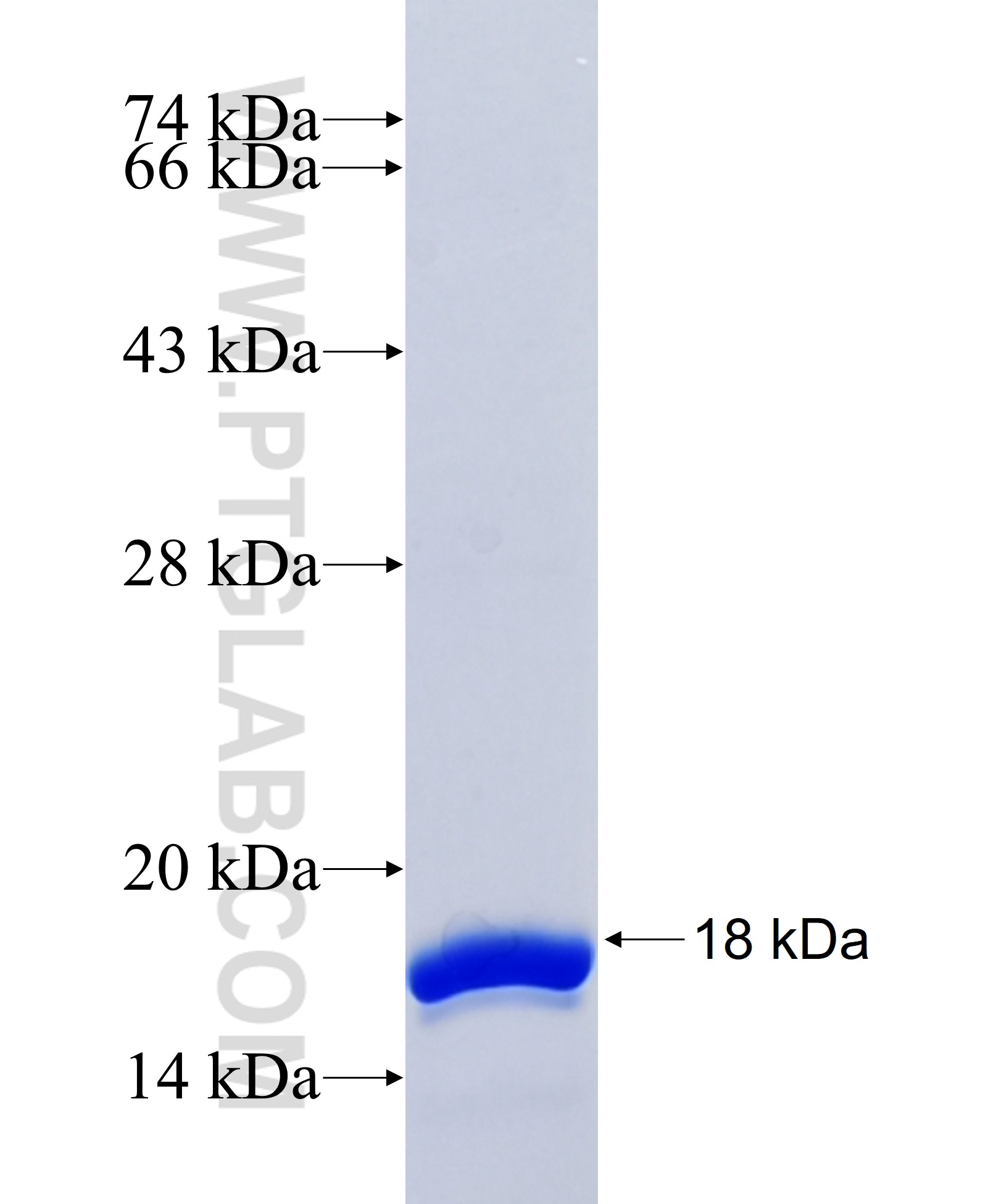 MMP2 fusion protein Ag25055 SDS-PAGE MMP2 fusion protein Ag25055 SDS-PAGE
