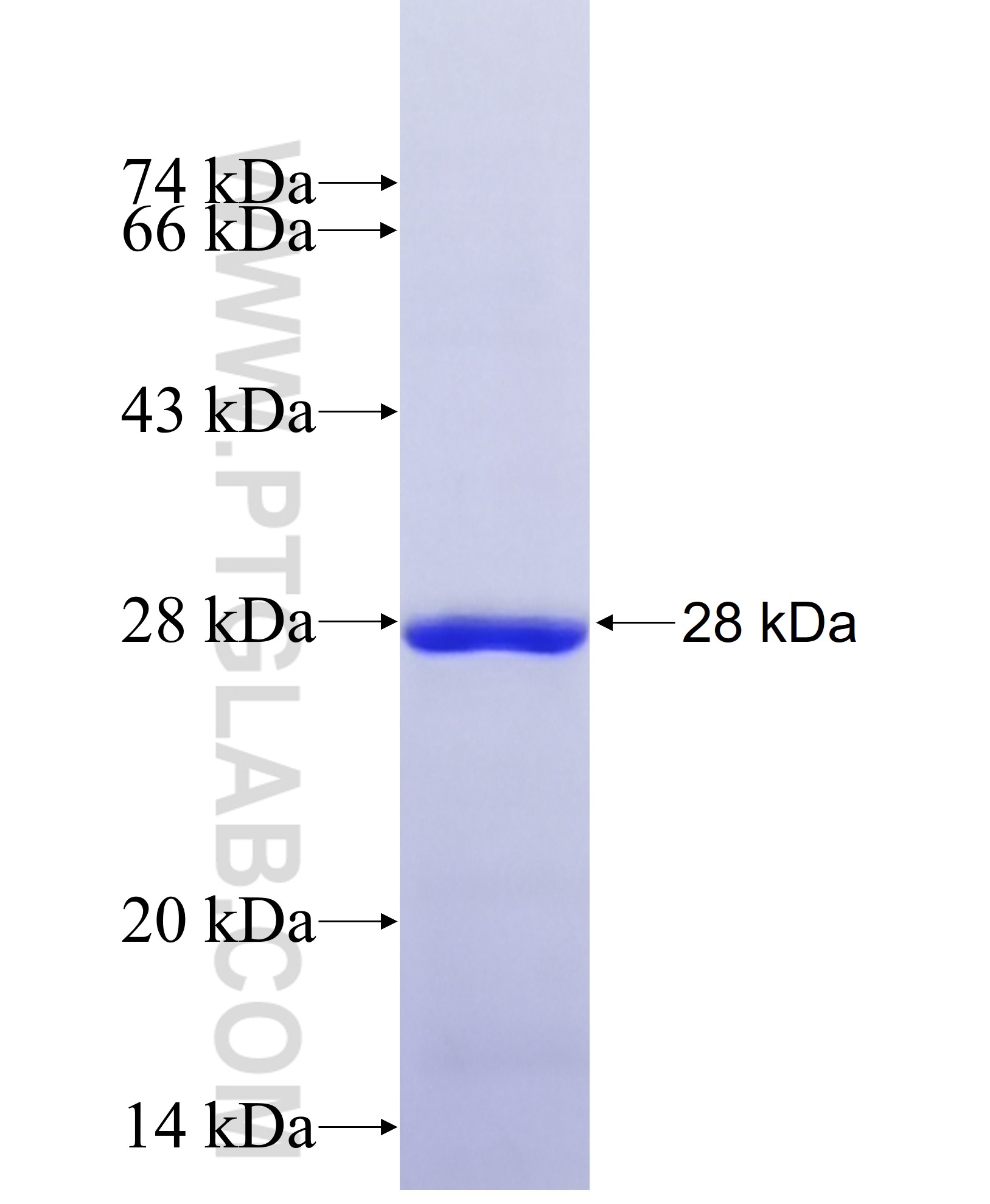 MMP2 fusion protein Ag38057 SDS-PAGE MMP2 fusion protein Ag38057 SDS-PAGE