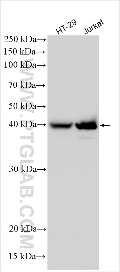 WB analysis using 30655-1-AP