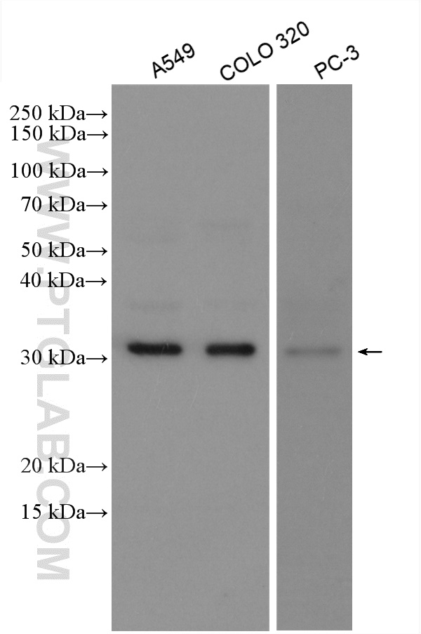 WB analysis using 10374-2-AP