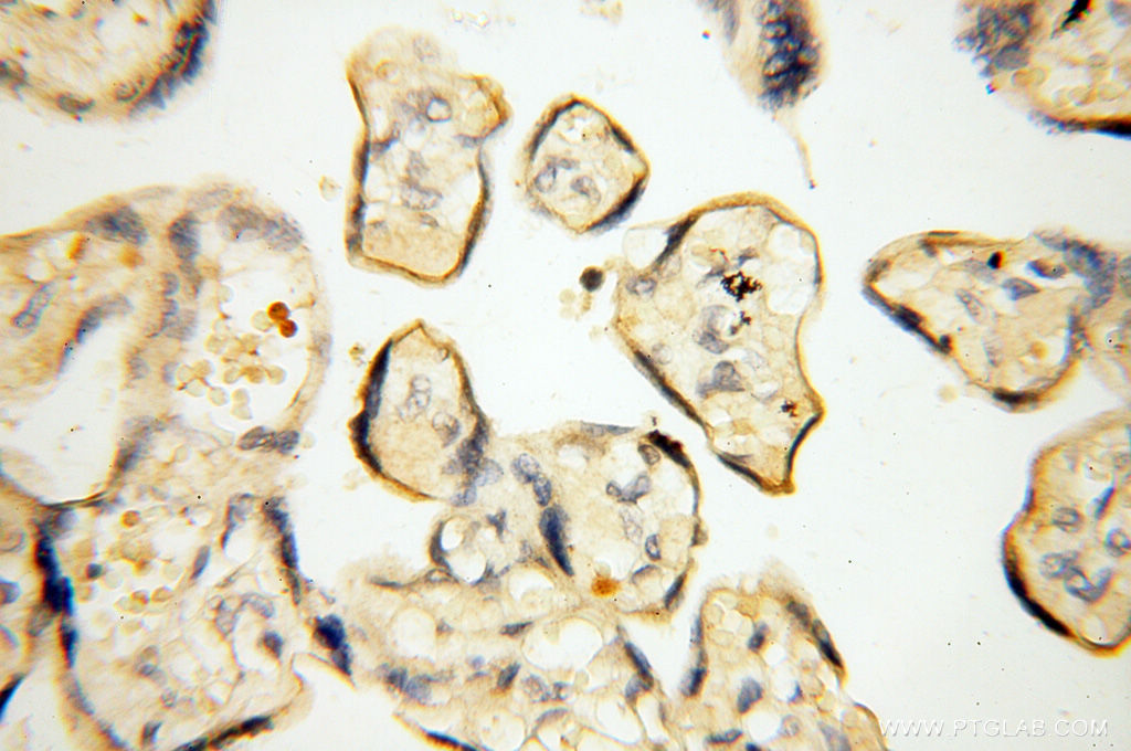 IHC staining of human placenta using 17874-1-AP