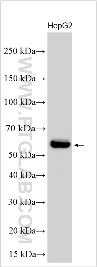 WB analysis using 17874-1-AP