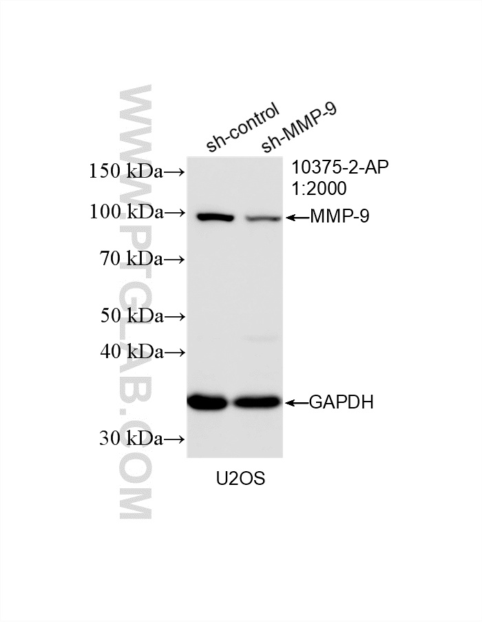 WB analysis of U2OS using 10375-2-AP