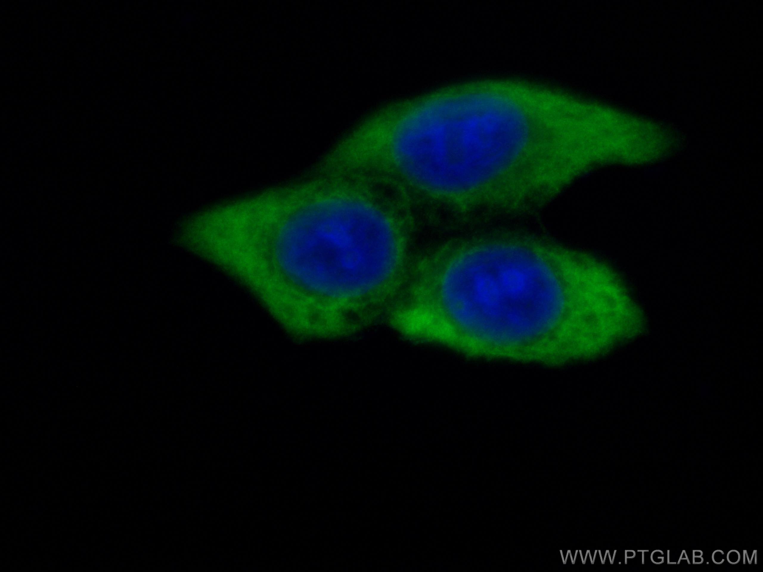 IF Staining of MCF-7 using CL488-10375