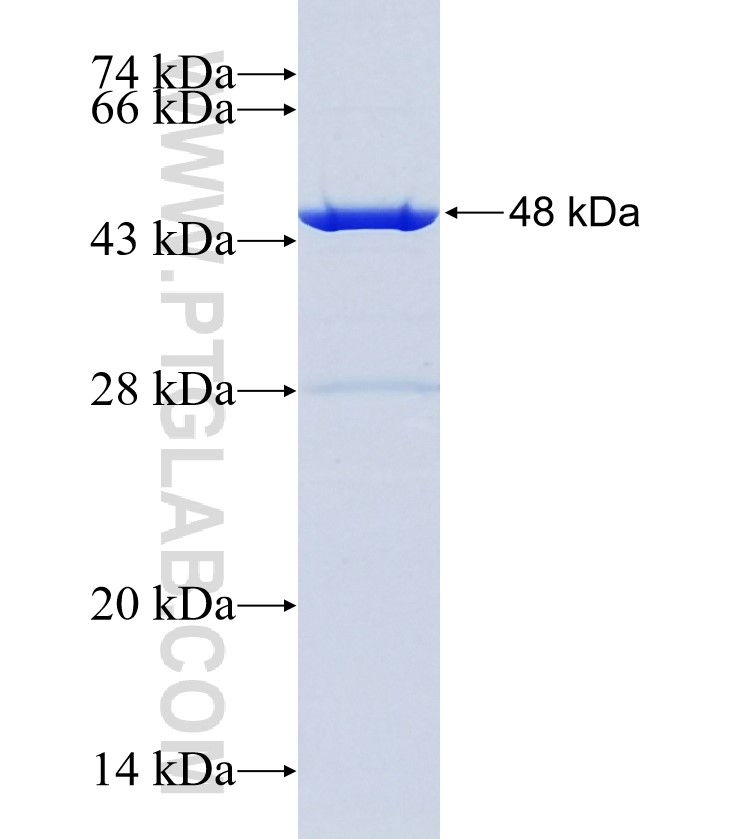 MMS22L fusion protein Ag35453 SDS-PAGE