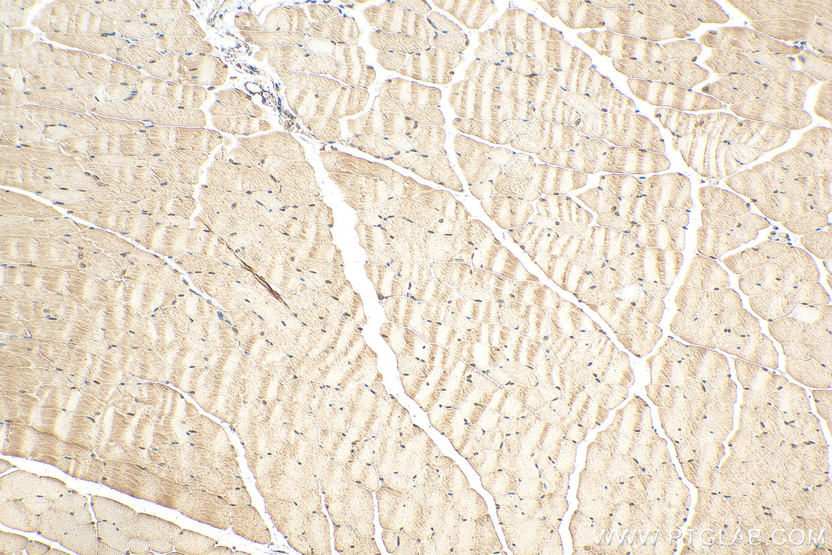 IHC staining of mouse skeletal muscle using 24697-1-AP