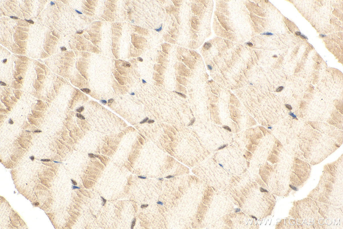 IHC staining of mouse skeletal muscle using 24697-1-AP