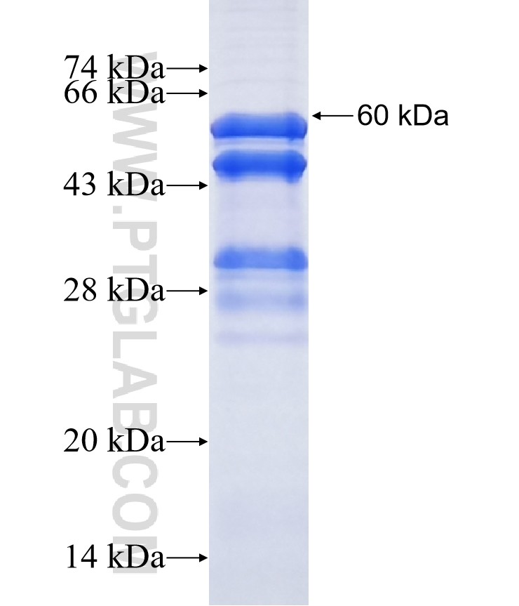 MNAT1 fusion protein Ag2293 SDS-PAGE