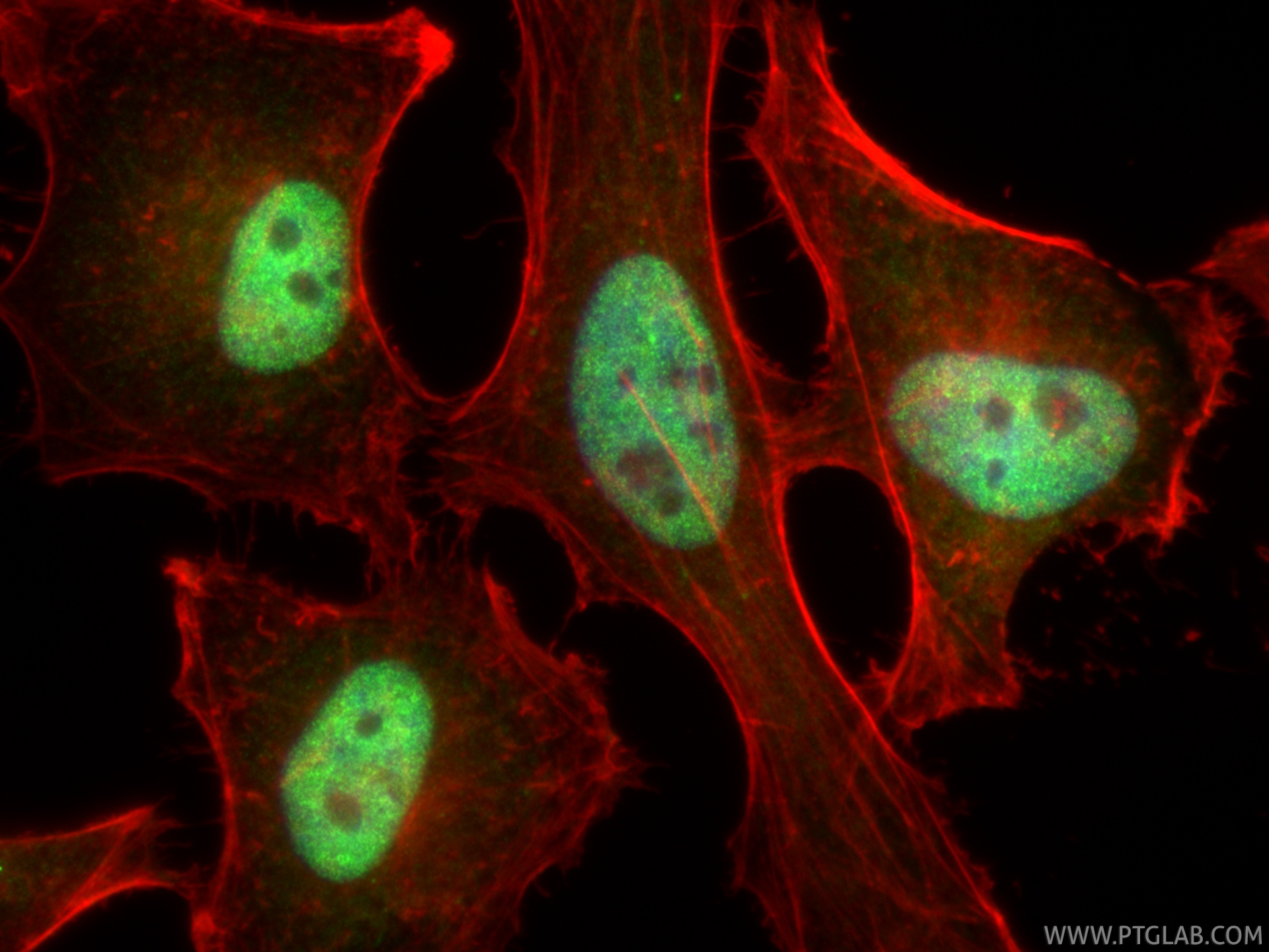 Immunofluorescent analysis of (4% PFA) fixed HeLa cells using MNT antibody (83648-1-RR, Clone: 240550A10 ) at dilution of 1:200 and CoraLite®488-Conjugated Goat Anti-Rabbit IgG(H+L) (<a class='green' href='/productredirect?CatalogNo=SA00013-2' target='_blank'>SA00013-2</a>), CL594-phalloidin (red). IF Staining of HeLa using 83648-1-RR