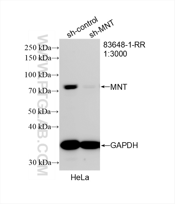 WB analysis of HeLa using 83648-1-RR (same clone as 83648-1-PBS)