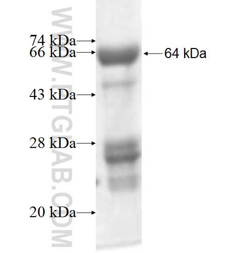 MOAP1 fusion protein Ag2876 SDS-PAGE