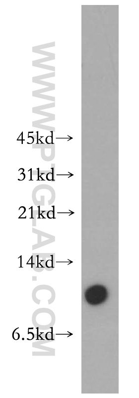 MOBP Polyclonal antibody