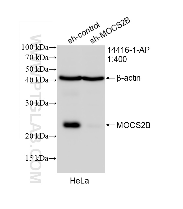 WB result of MOCS2B antibody (14416-1-AP; 1:400; incubated at room temperature for 1.5 hours) with sh-Control and sh-MOCS2B transfected HeLa cells. WB analysis of HeLa using 14416-1-AP