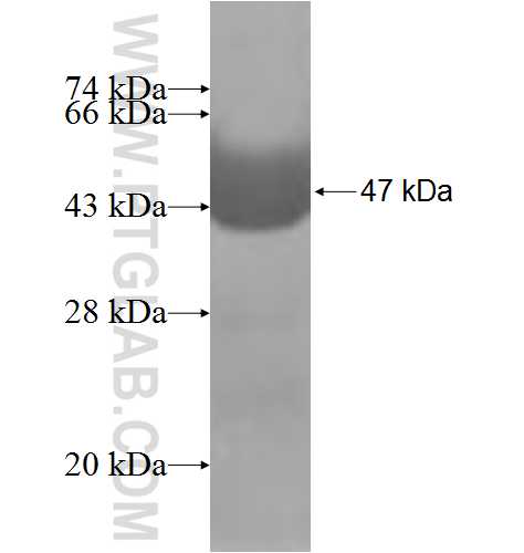 MOCS2 fusion protein Ag5761 SDS-PAGE