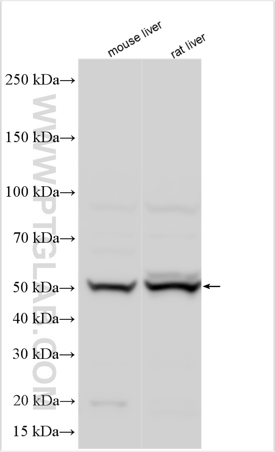 WB analysis using 27501-1-AP WB analysis using 27501-1-AP