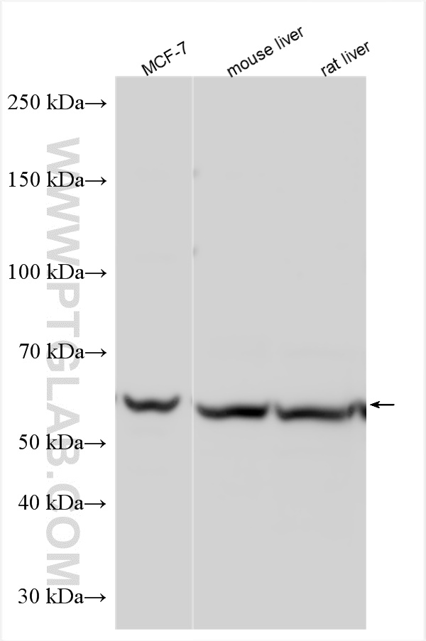 WB analysis using 13842-1-AP WB analysis using 13842-1-AP
