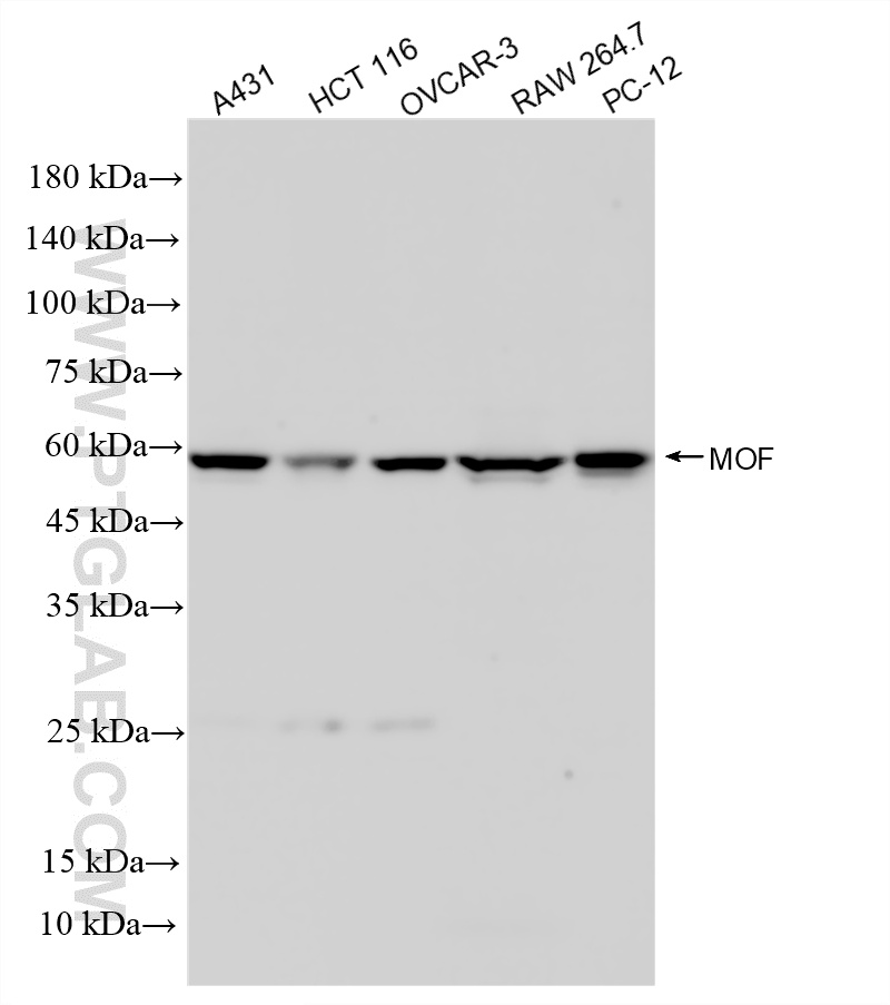 WB analysis using 86910-3-RR (same clone as 86910-3-PBS)