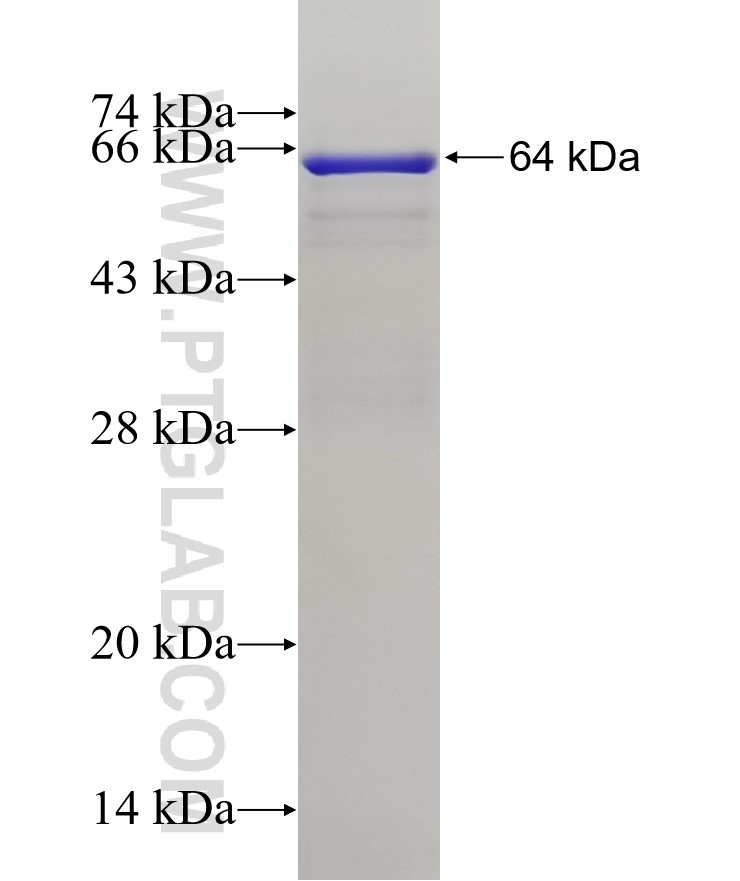 MOF fusion protein Ag4802 SDS-PAGE