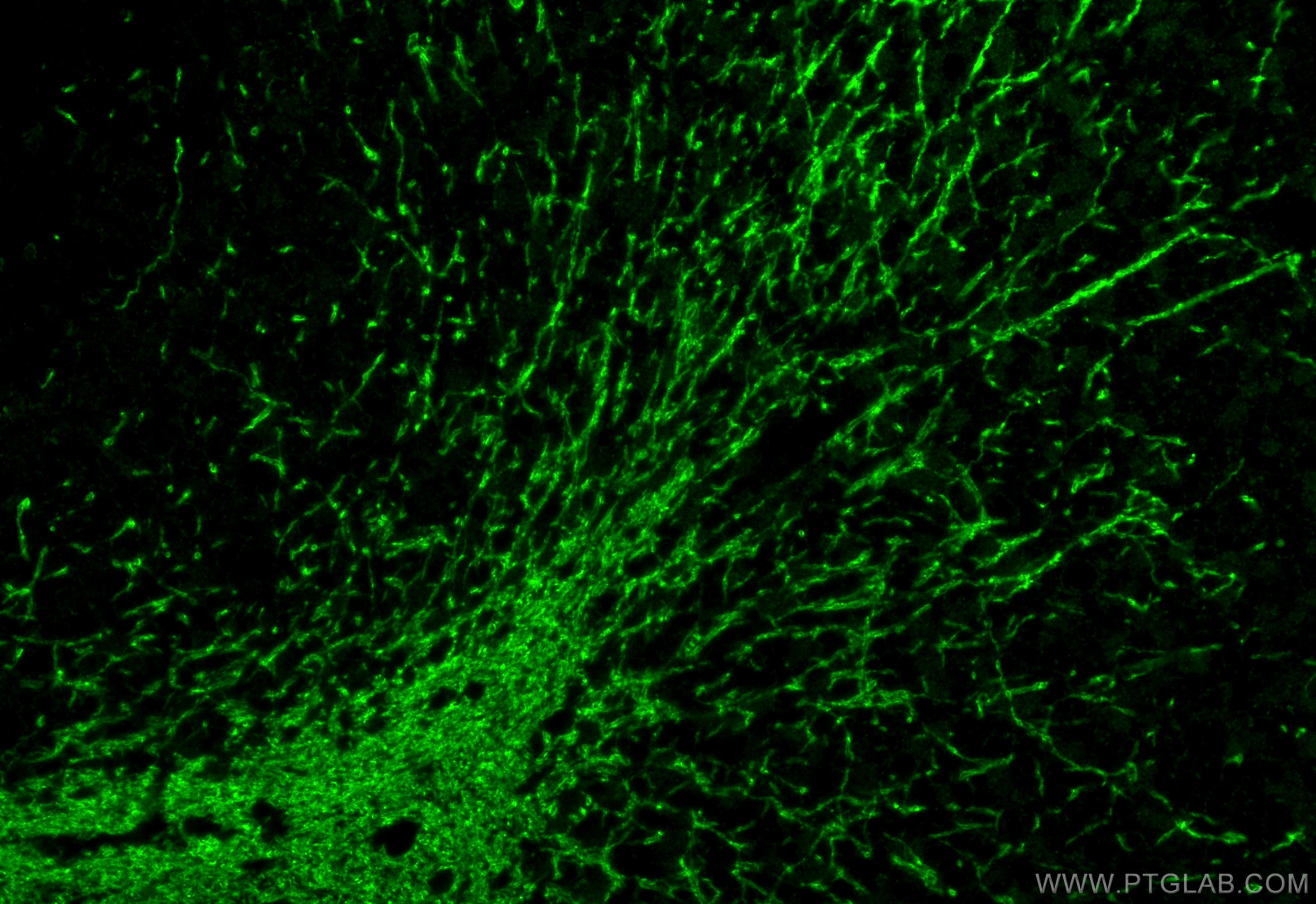 Immunofluorescent analysis of (4% PFA) fixed paraffin-embedded mouse cerebellum tissue using MOG antibody (28752-1-AP) at dilution of 1:200 and CoraLite®488-Conjugated Goat Anti-Rabbit IgG(H+L) (<a class='green' href='/productredirect?CatalogNo=SA00013-2' target='_blank'>SA00013-2</a>). Heat mediated antigen retrieval with Tris-EDTA buffer (pH 9.0). IF Staining of mouse cerebellum using 28752-1-AP