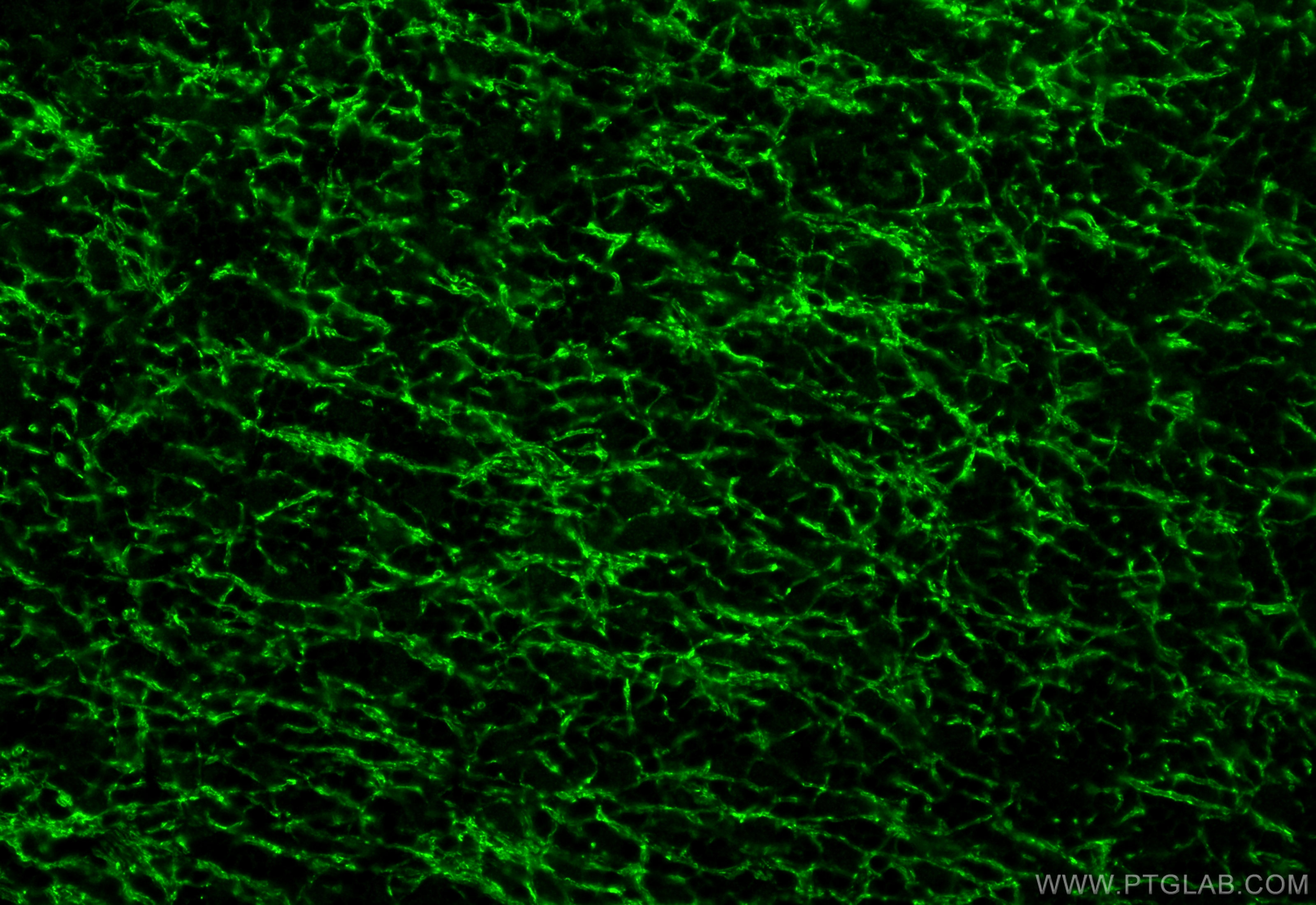 Immunofluorescent analysis of (4% PFA) fixed paraffin-embedded rat cerebellum tissue using MOG antibody (28752-1-AP) at dilution of 1:200 and CoraLite®488-Conjugated Goat Anti-Rabbit IgG(H+L) (<a class='green' href='/productredirect?CatalogNo=SA00013-2' target='_blank'>SA00013-2</a>). Heat mediated antigen retrieval with Tris-EDTA buffer (pH 9.0). IF Staining of rat cerebellum using 28752-1-AP