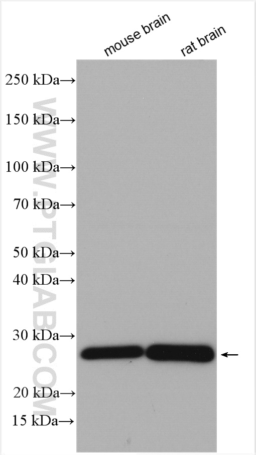 WB analysis using 28752-1-AP