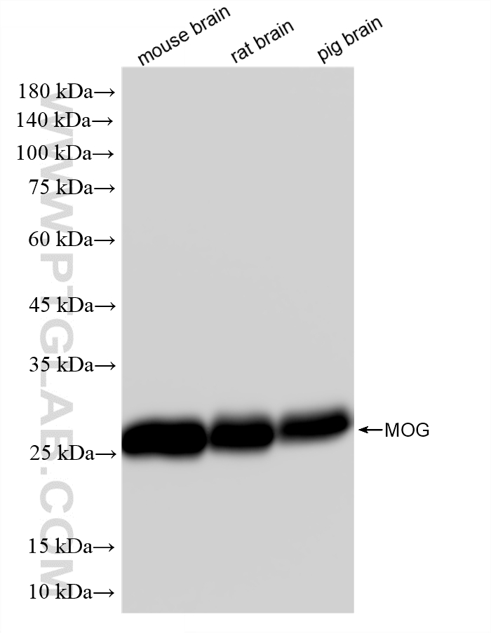 WB analysis using 83063-6-RR (same clone as 83063-6-PBS) WB analysis using 83063-6-RR (same clone as 83063-6-PBS)
