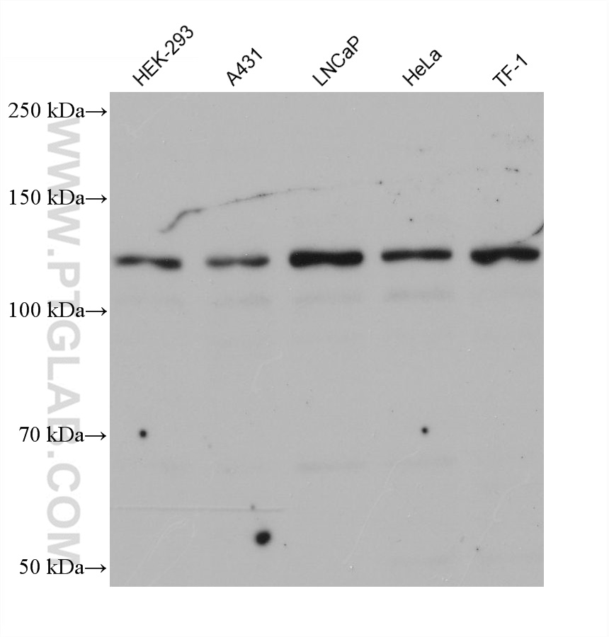 WB analysis using 68530-1-Ig