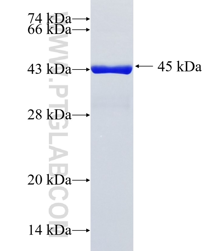 MORC4 fusion protein Ag35826 SDS-PAGE
