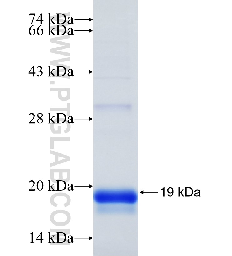 MORF4L1 fusion protein Ag33880 SDS-PAGE MORF4L1 fusion protein Ag33880 SDS-PAGE