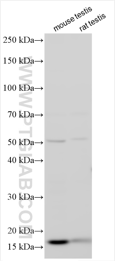 WB analysis using 24978-1-AP