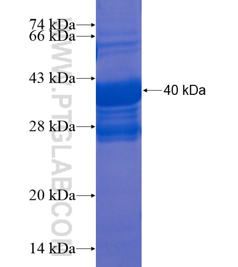 MOSC1 fusion protein Ag21989 SDS-PAGE
