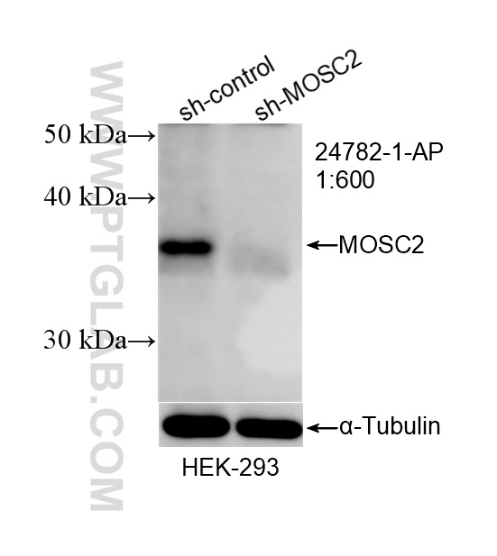 WB result of MOSC2 antibody (24782-1-AP; 1:600; incubated at room temperature for 1.5 hours) with sh-Control and sh-MOSC2 transfected HEK-293 cells. WB analysis of HEK-293 using 24782-1-AP