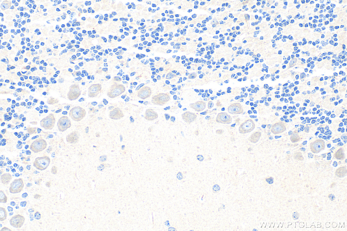 IHC staining of mouse cerebellum using 32307-1-AP