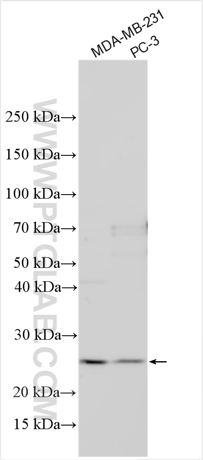 WB analysis using 32307-1-AP