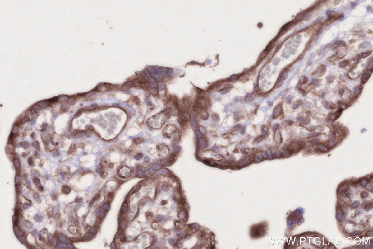IHC staining of human placenta using 83398-1-RR