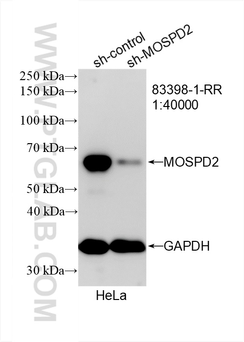 WB analysis of HeLa using 83398-1-RR (same clone as 83398-1-PBS)