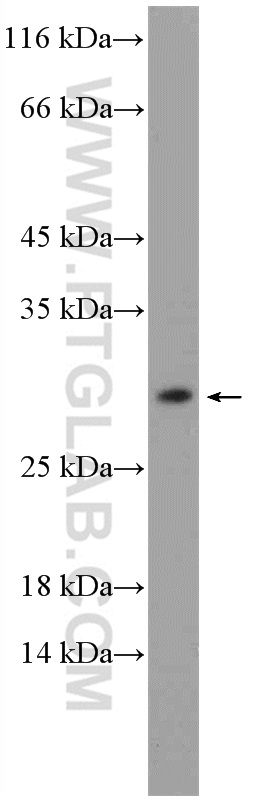 WB analysis of mouse testis using 26168-1-AP