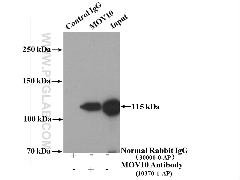 IP experiment of Hepg2 using 10370-1-AP