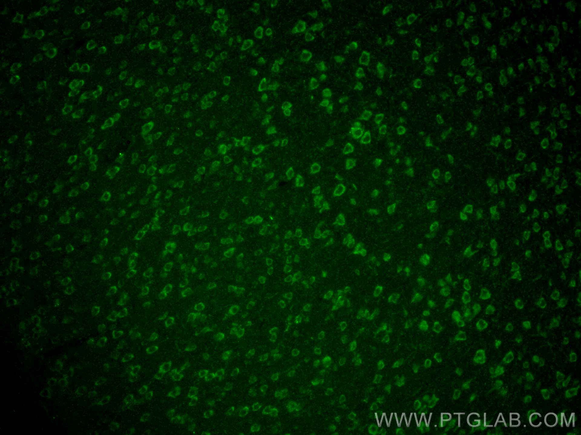 IF Staining of mouse brain using 11545-1-AP