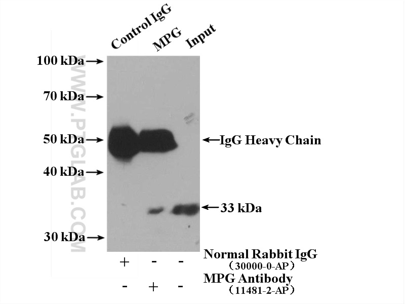 IP experiment of HepG2 using 11481-2-AP