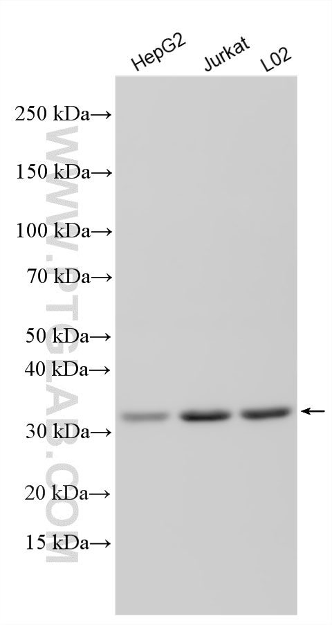 WB analysis using 11481-2-AP