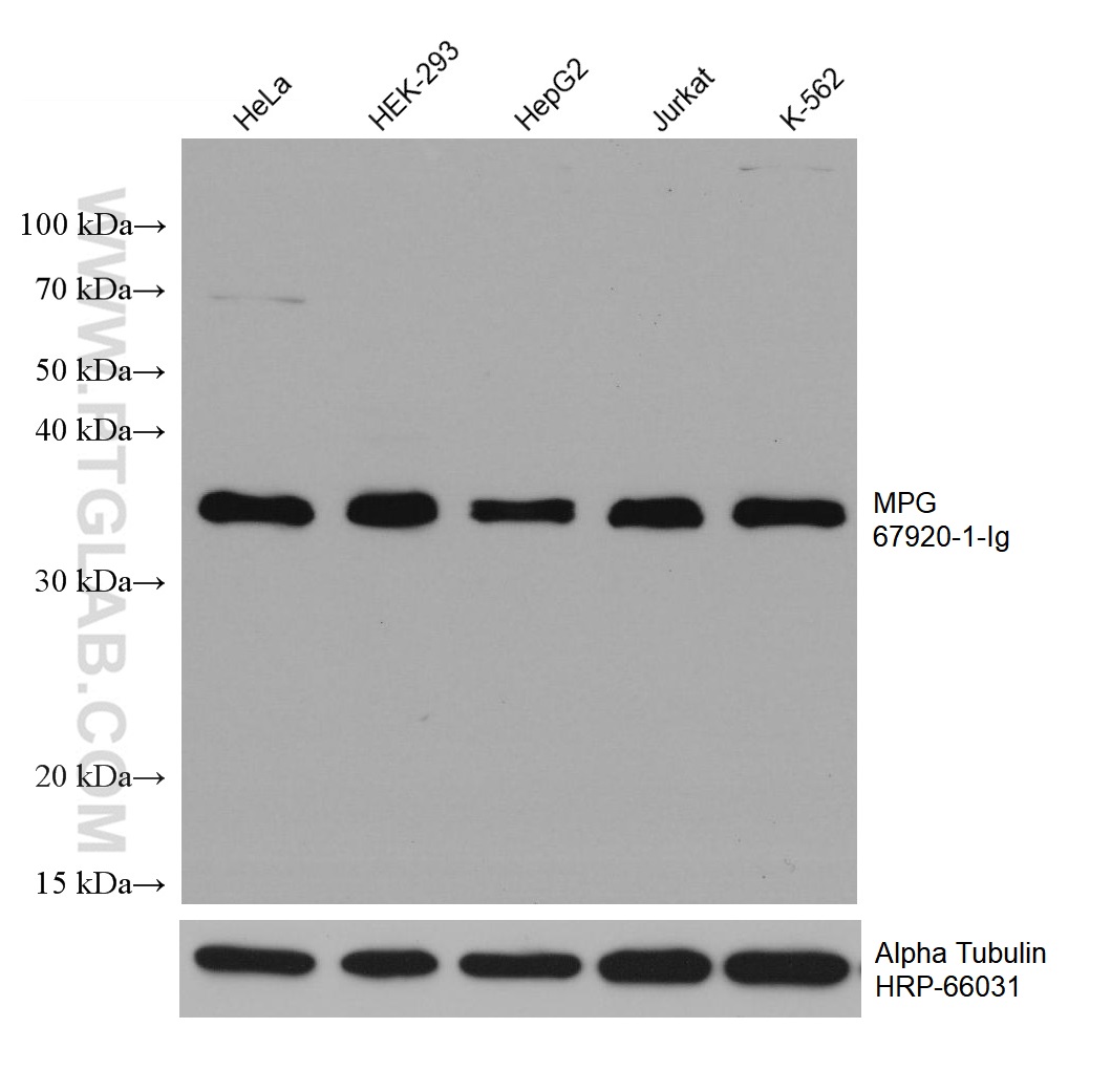 WB analysis using 67920-1-Ig