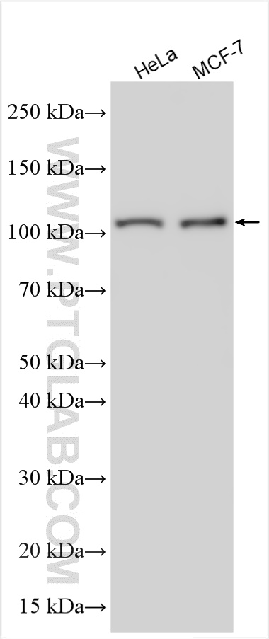 WB analysis using 32275-1-AP