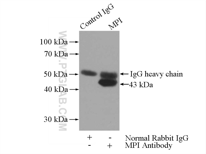 IP experiment of mouse brain using 14234-1-AP