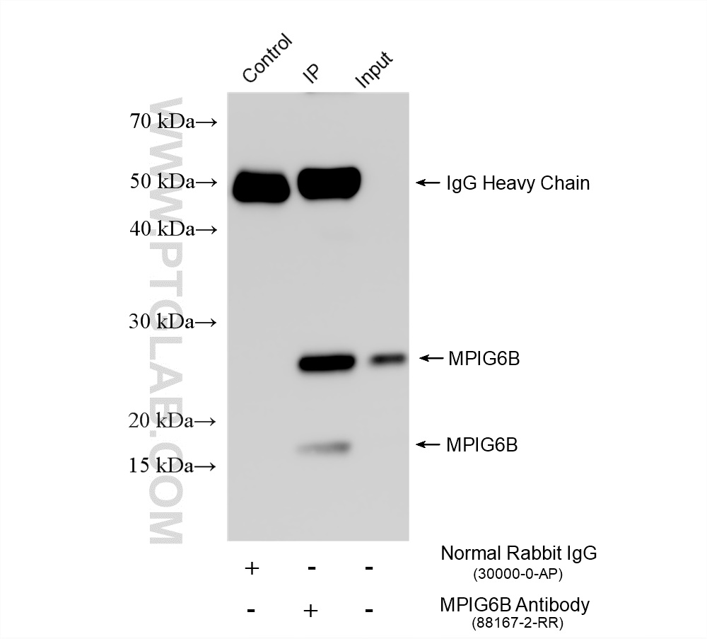 IP experiment of human peripheral blood platelets using 88167-2-RR (same clone as 88167-2-PBS)
