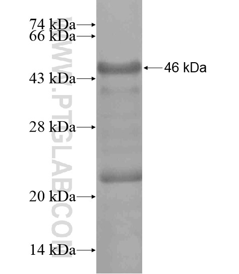 MPND fusion protein Ag19733 SDS-PAGE MPND fusion protein Ag19733 SDS-PAGE