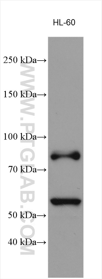 WB analysis of HL-60 using 22225-1-AP